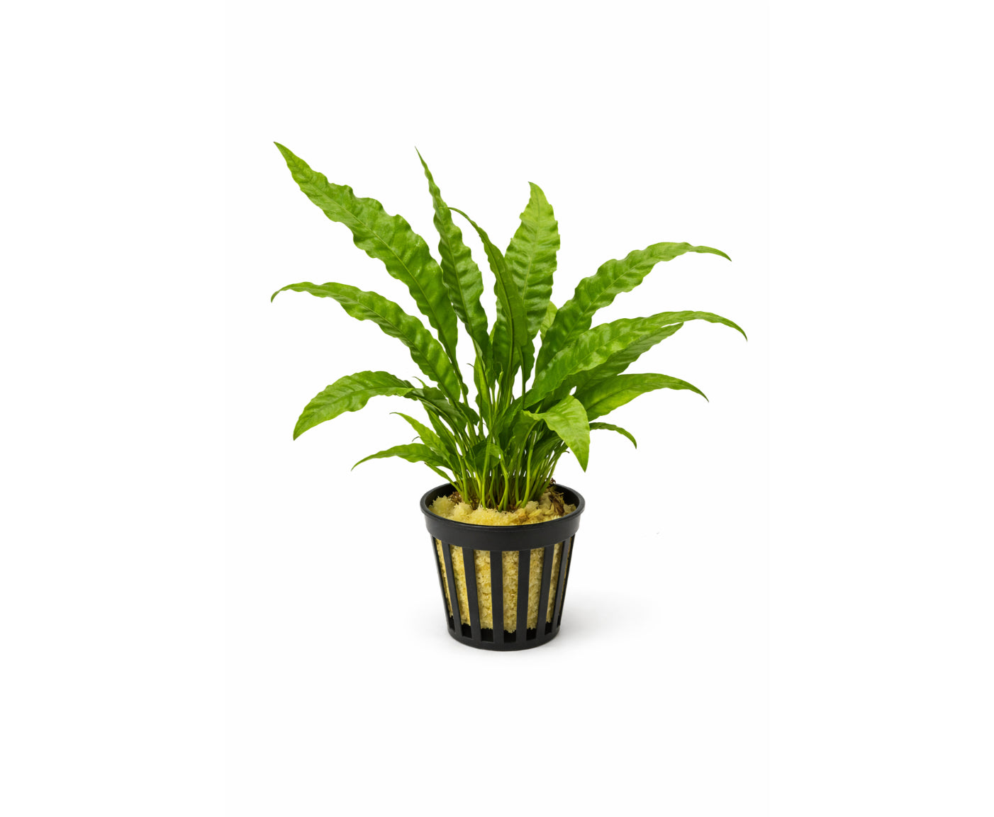 Helecho microsorum pteropus