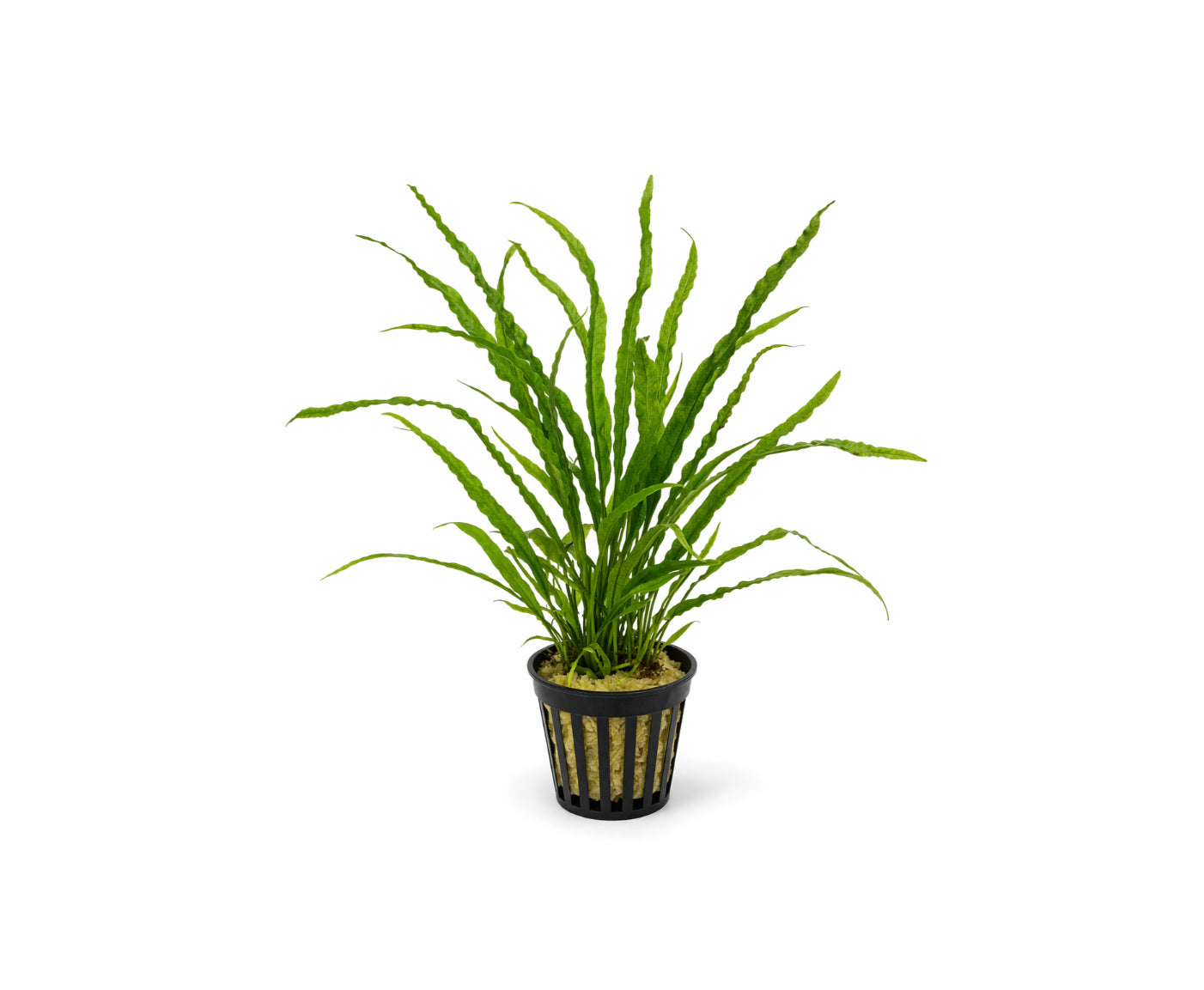 Helecho microsorum pteropus narrow