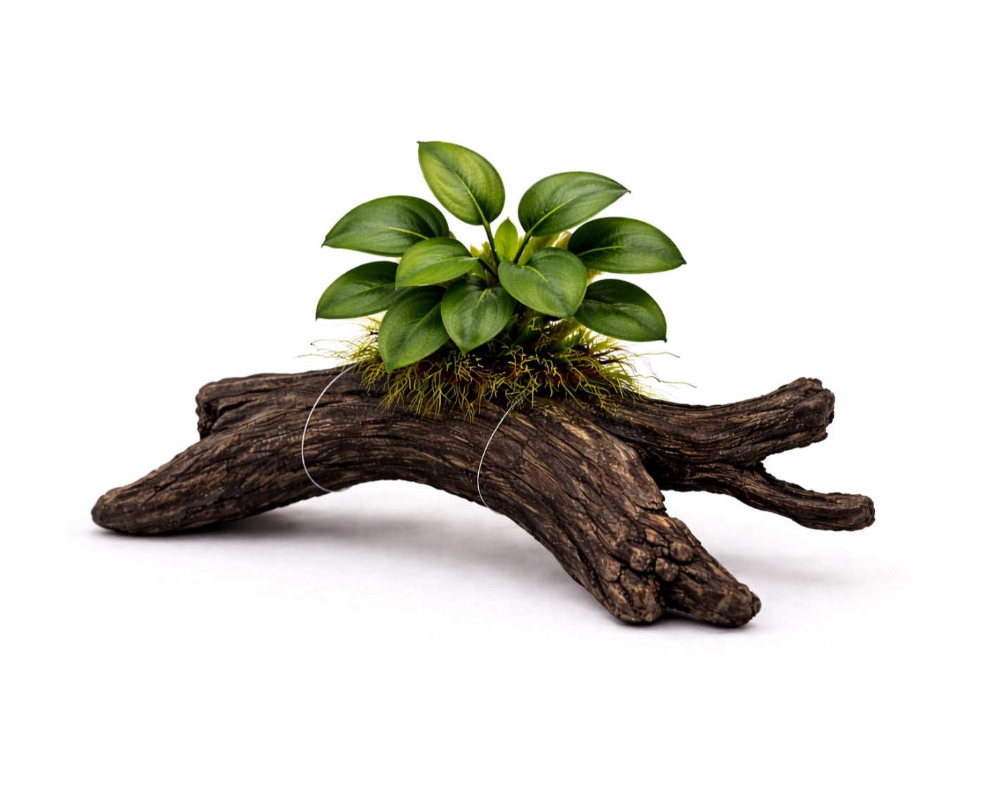 Anubia nana en raiz