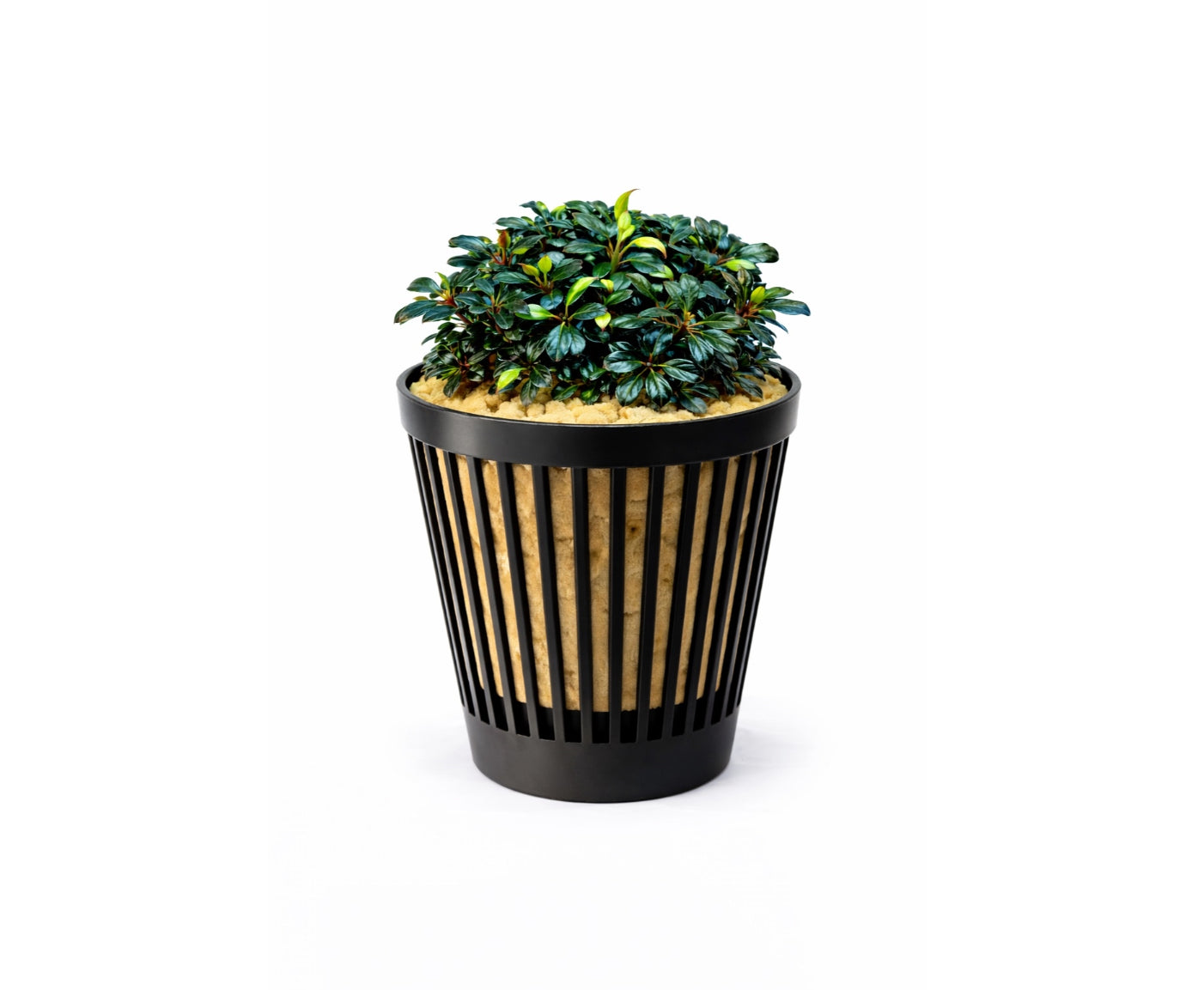 Bucephalandra Mini boyan