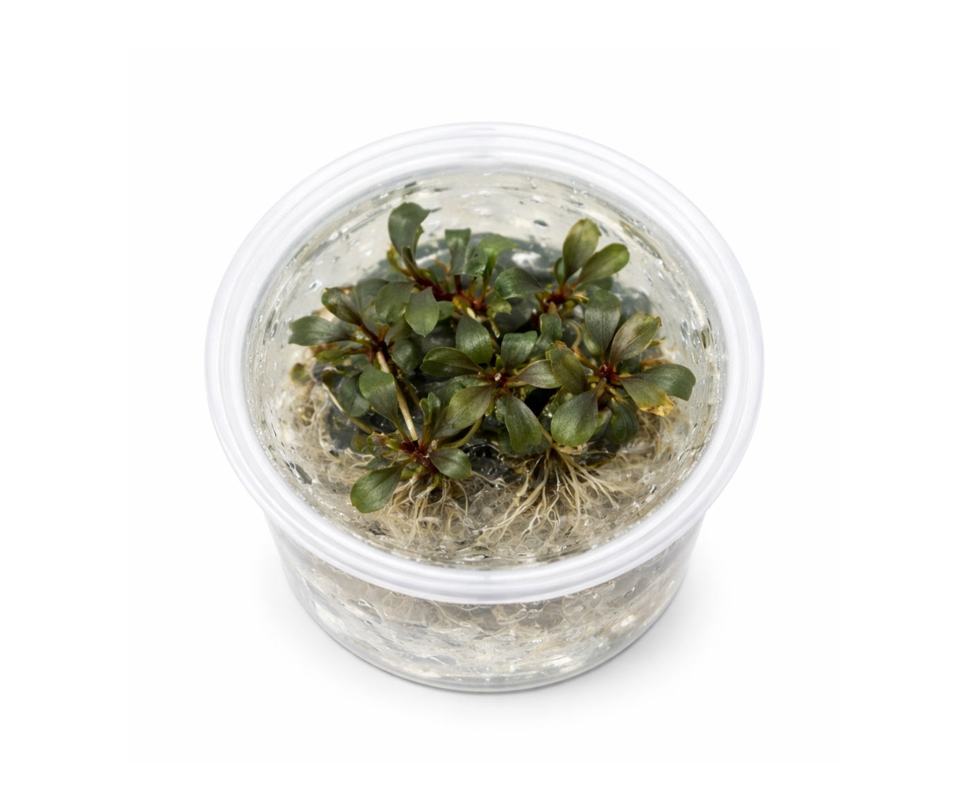 Bucephalandra red