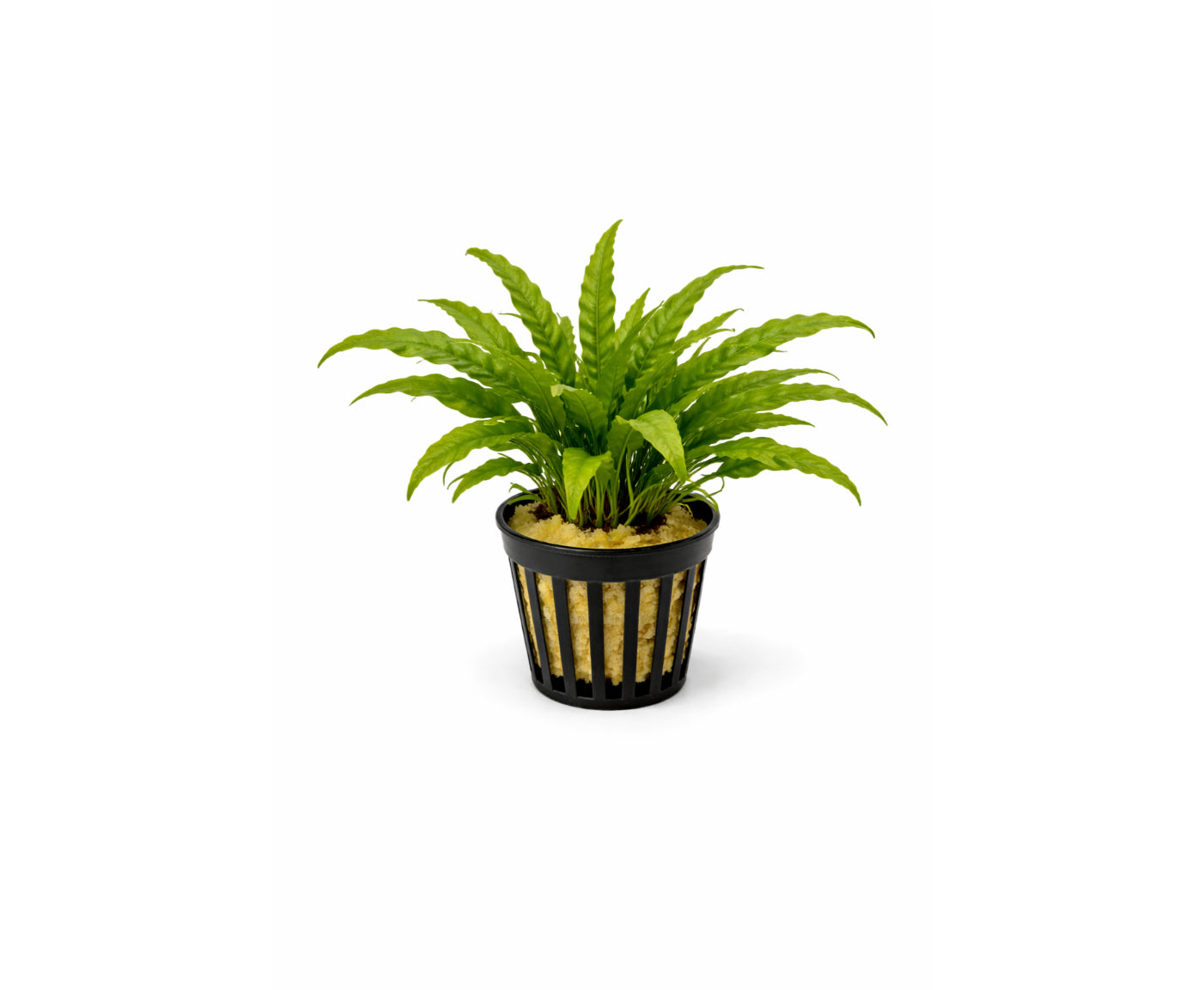 Helecho microsorum pteropus mini