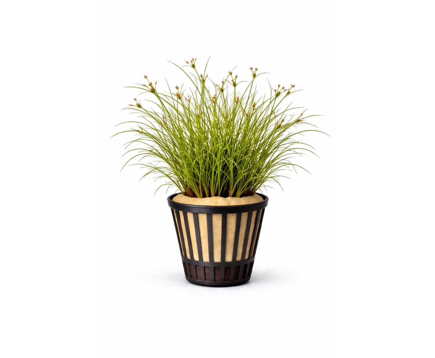 Juncus repens