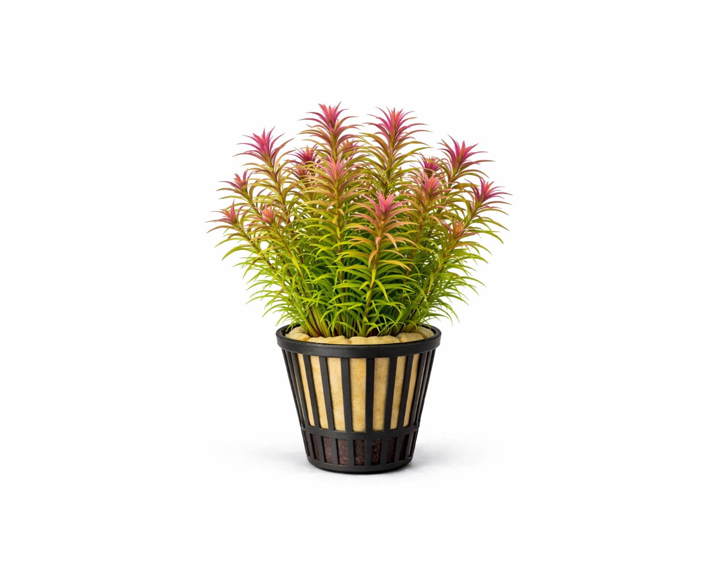Limnophila aromatica