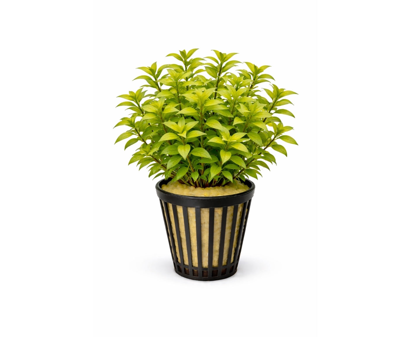 Ludwigia palustris green