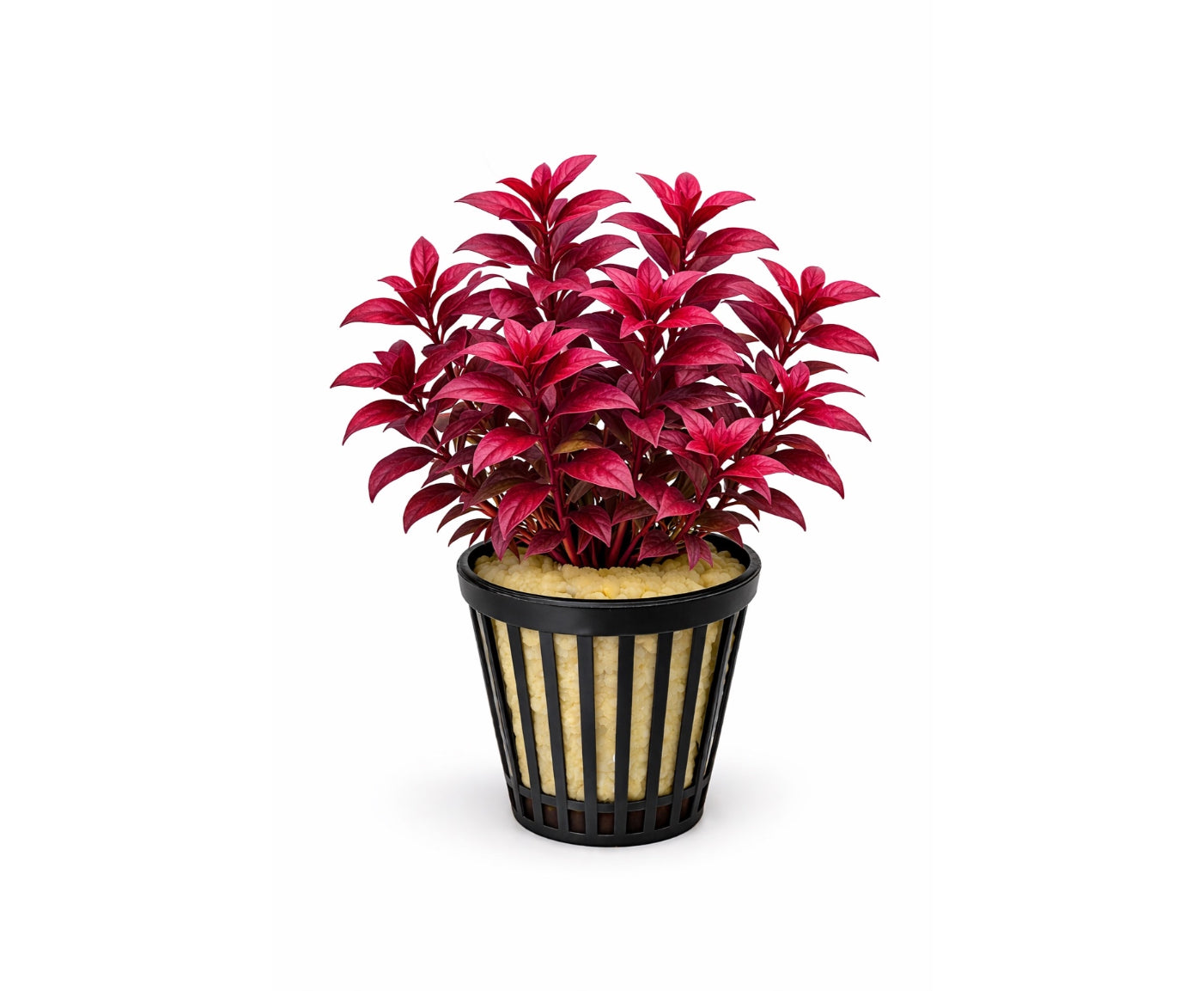 Ludwigia palustris super red
