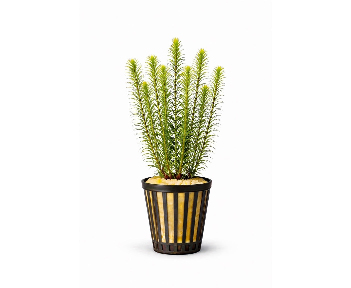Pogostemon erectus