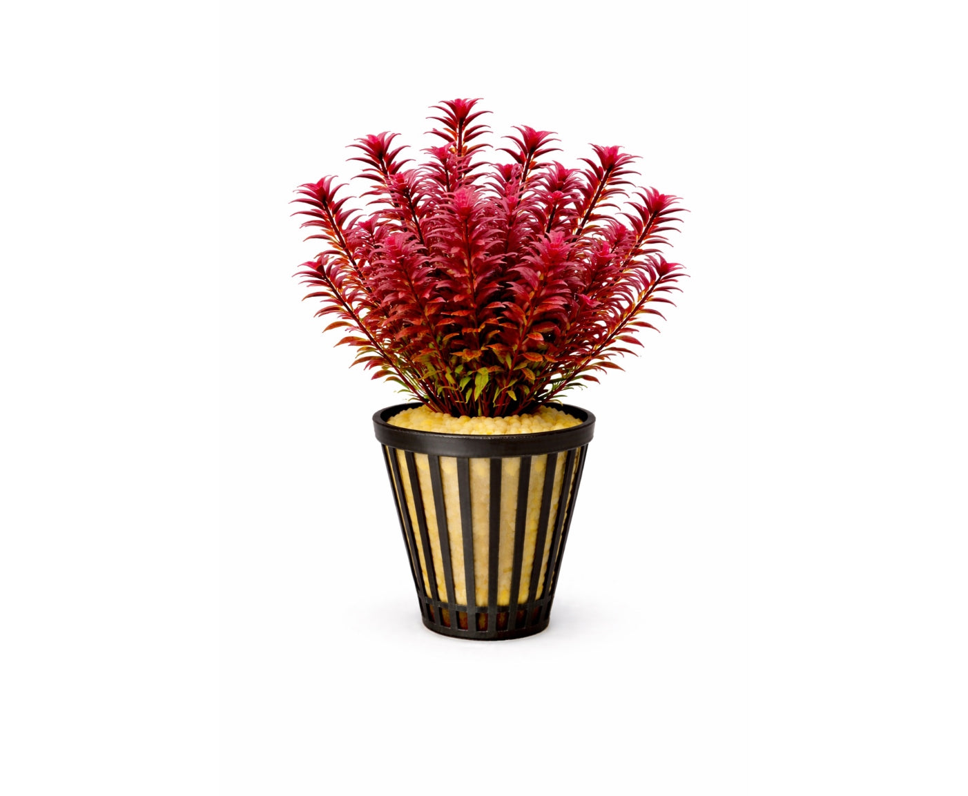 Rotala blood red