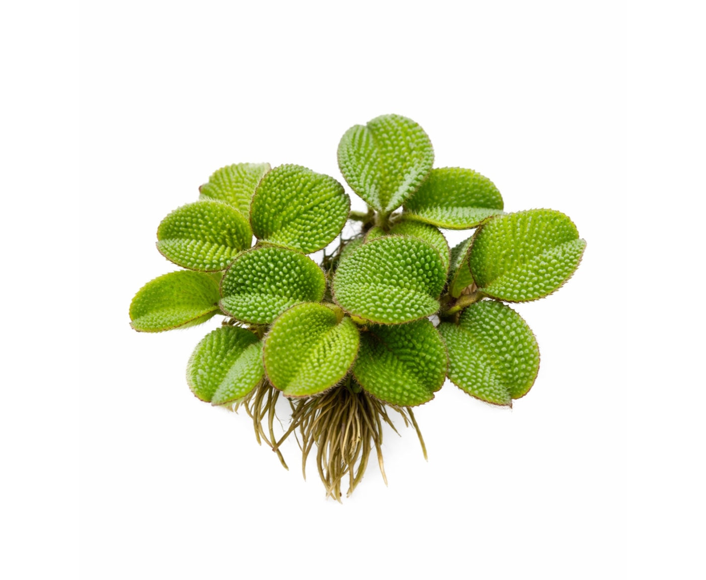 Salvinia