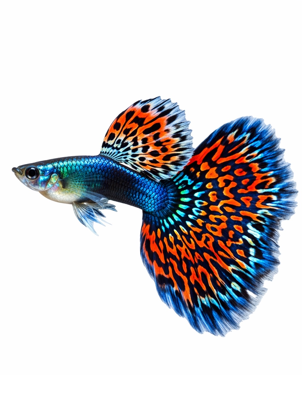 Guppys