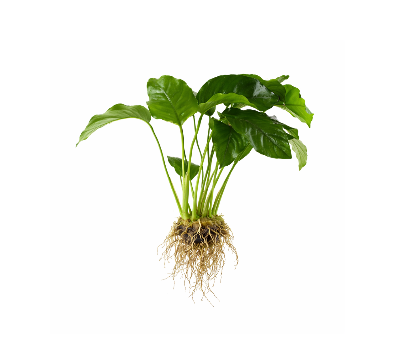 Helechos / Anubias
