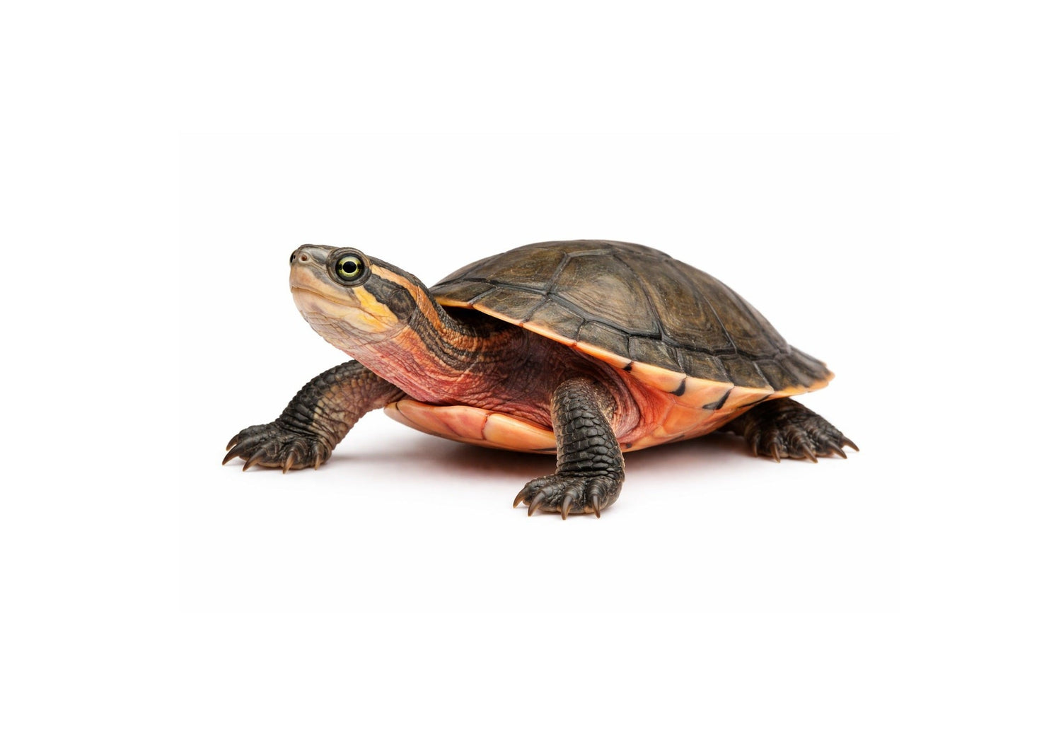 Tortugas