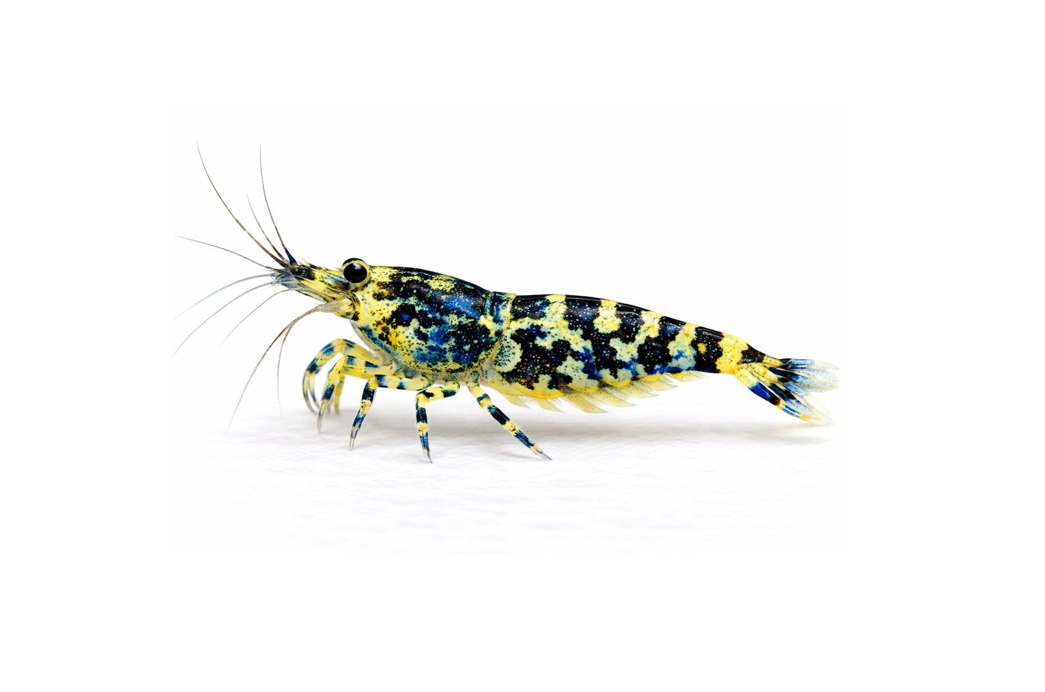 Gambas