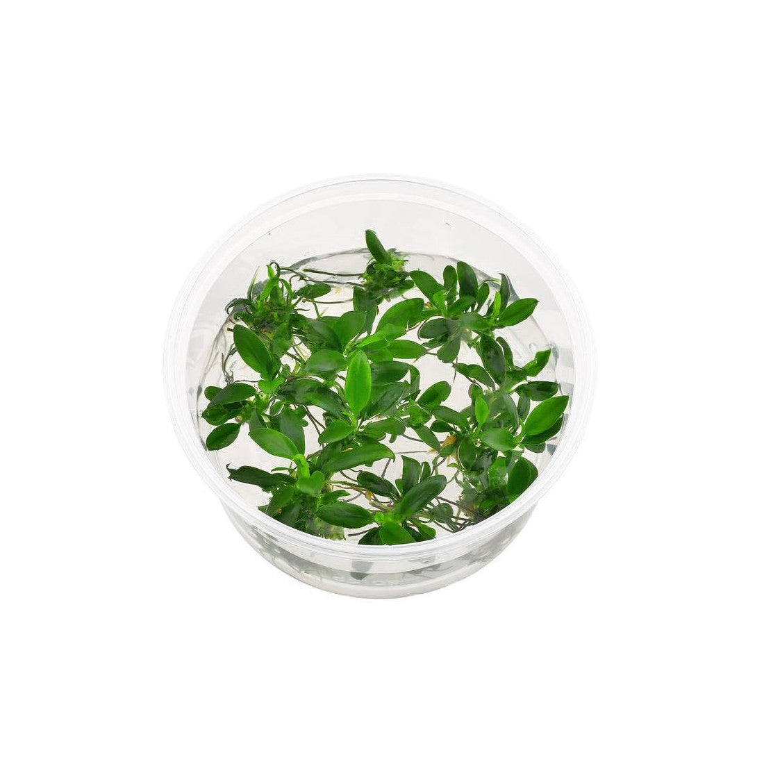 In vitro