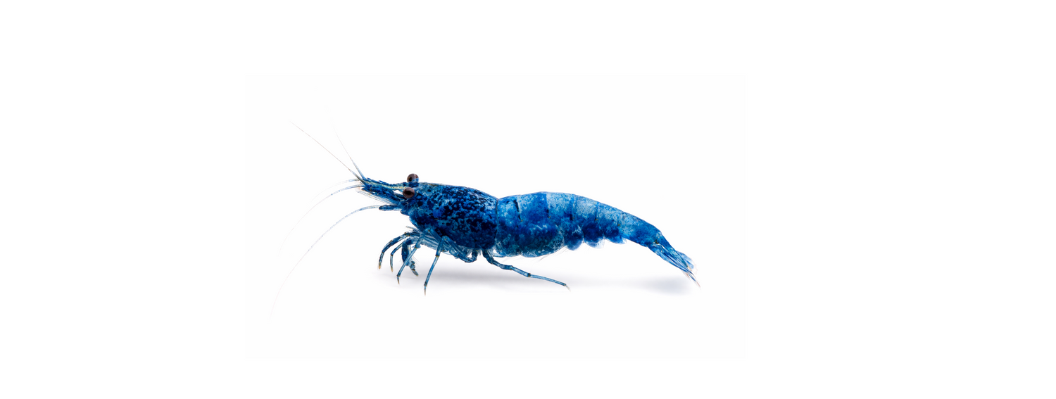 Caridina