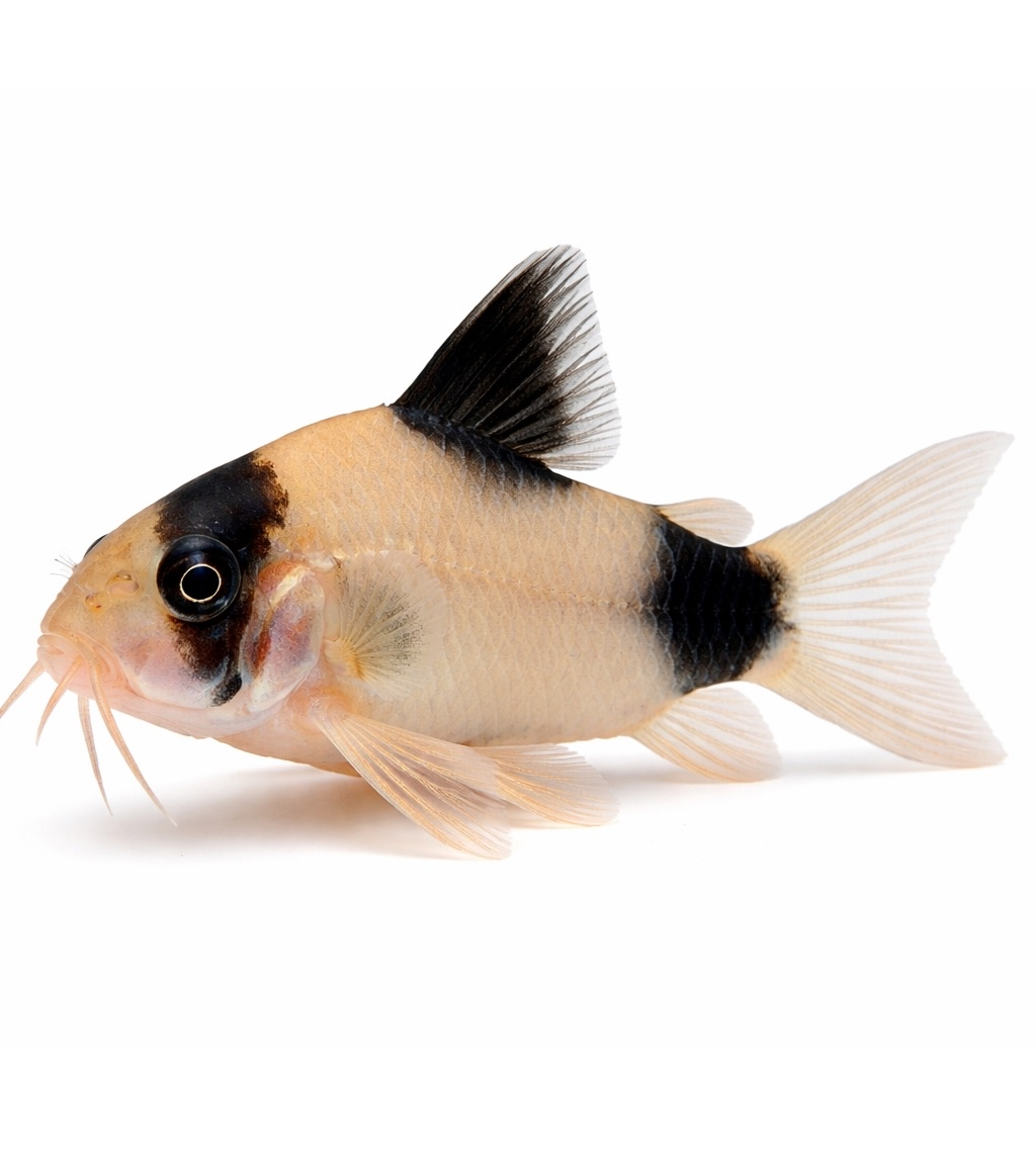 Corydoras