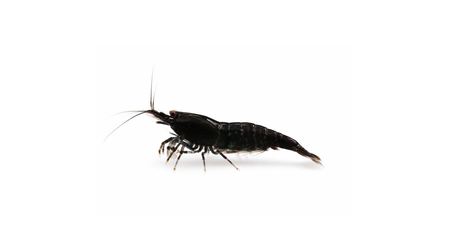 Neocaridina