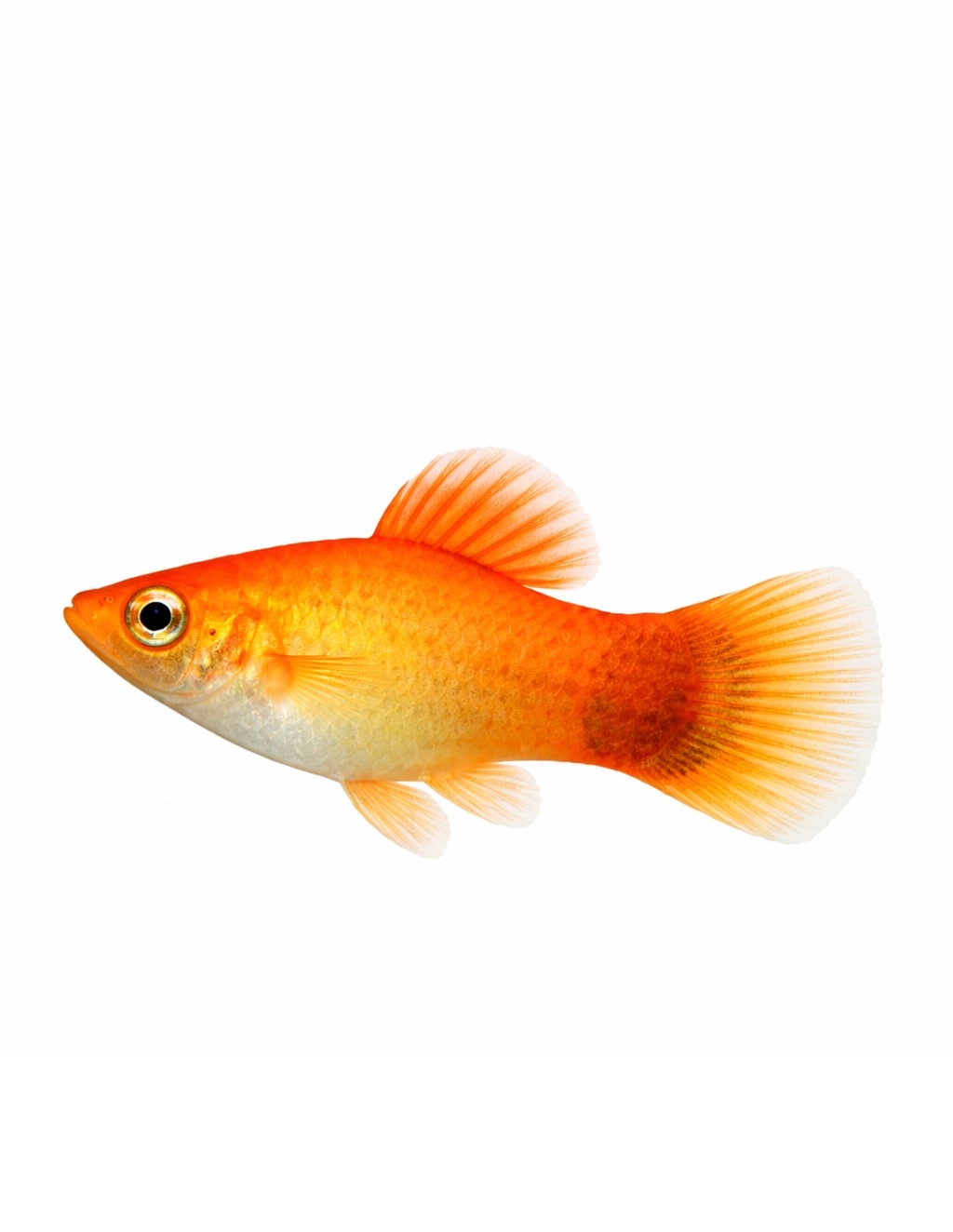 Platys