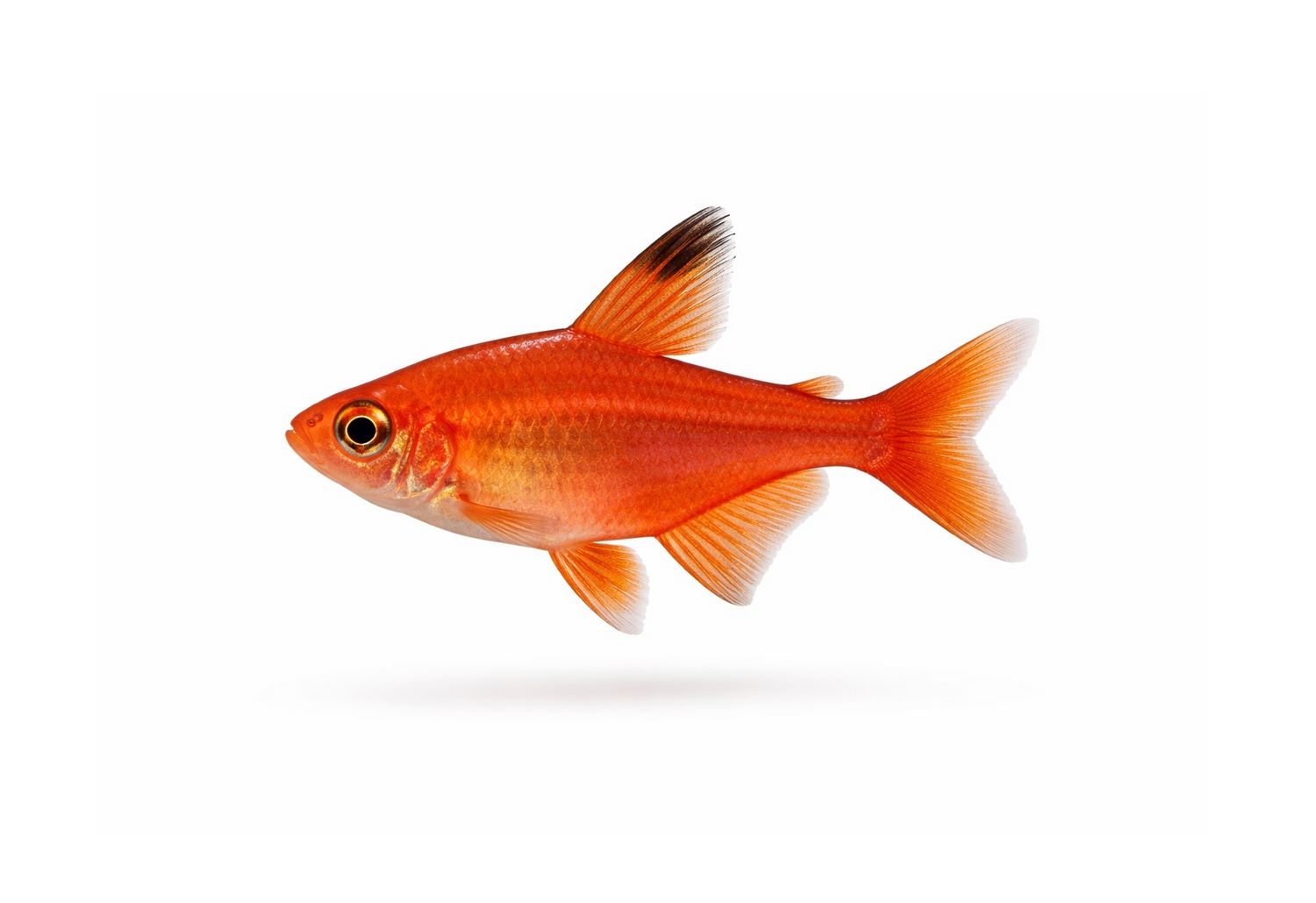 Tetras