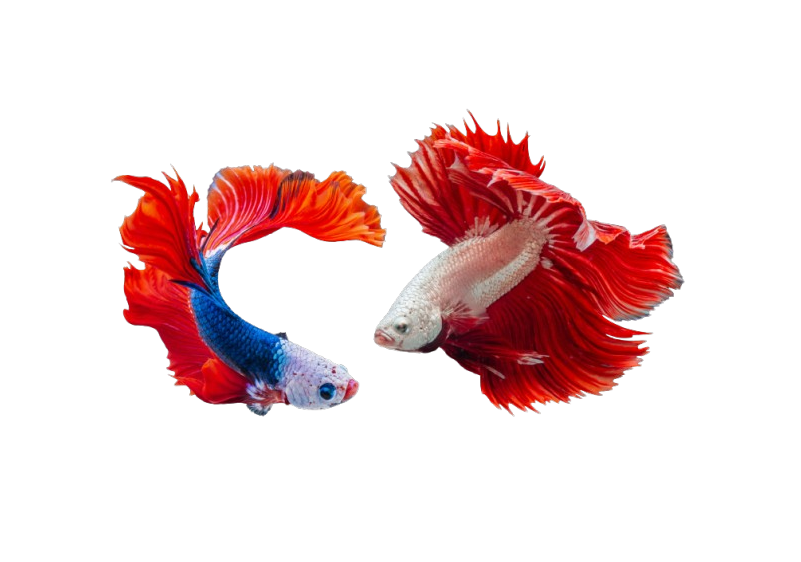 Peces