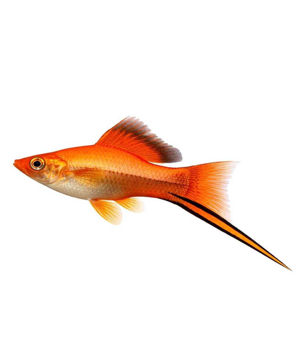 Xiphos