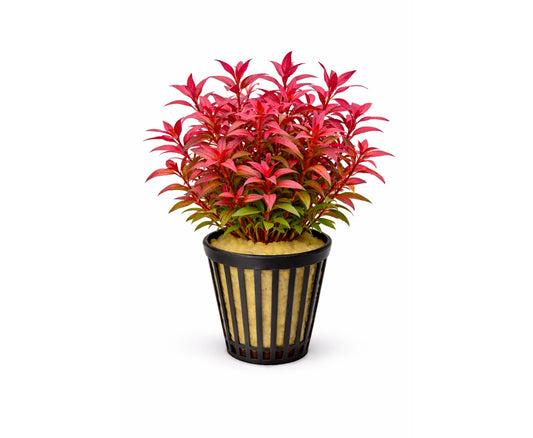 Alternanthera reineckii