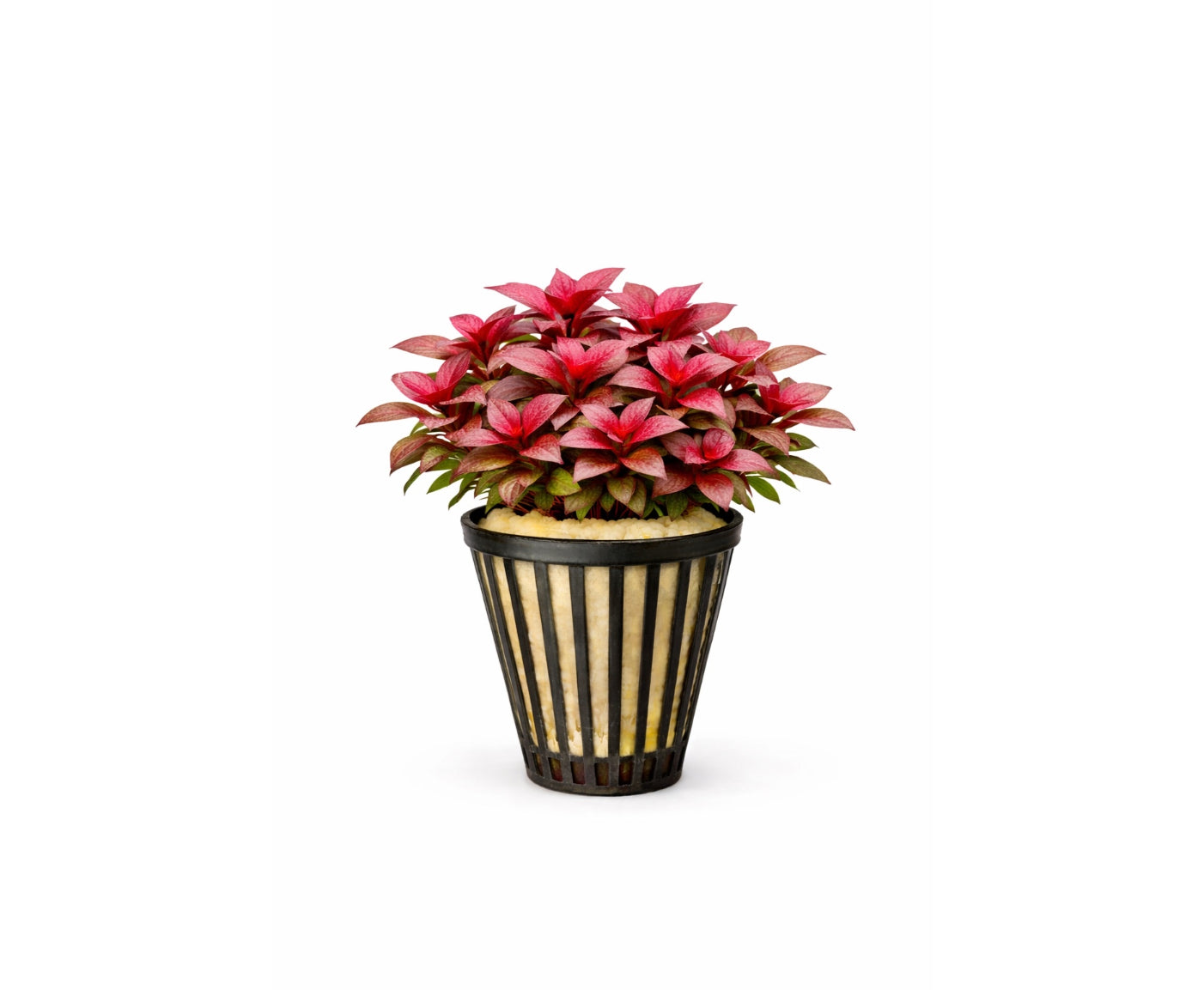 Alternanthera reineckii minima