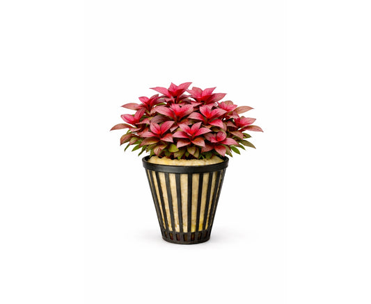 Alternanthera reineckii minima