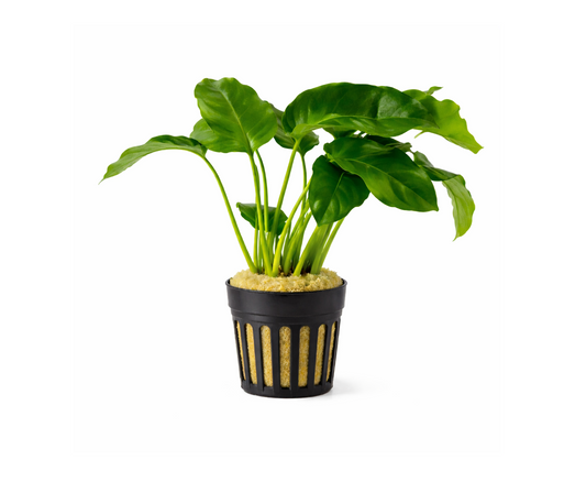 Anubia barteri