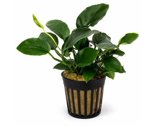 Anubia barteri nana