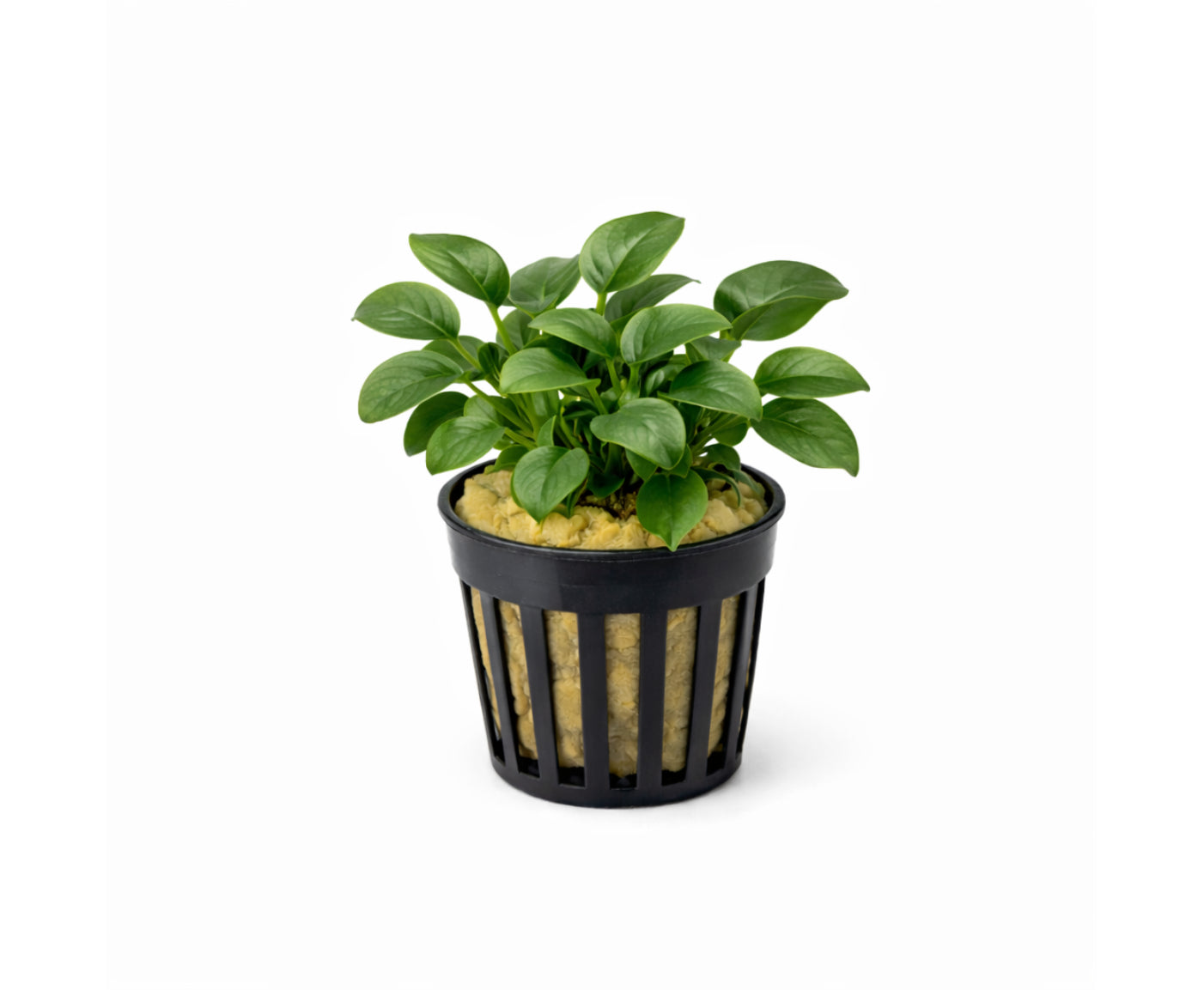 Anubia barteri nana bonsai