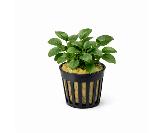 Anubia barteri nana bonsai