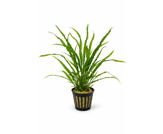 Helecho microsorum pteropus narrow