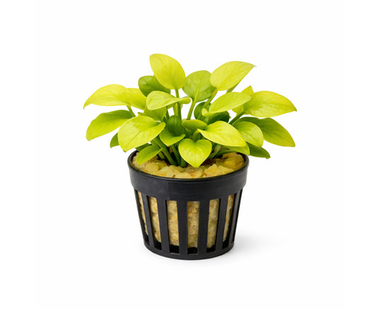 Anubia nana golden