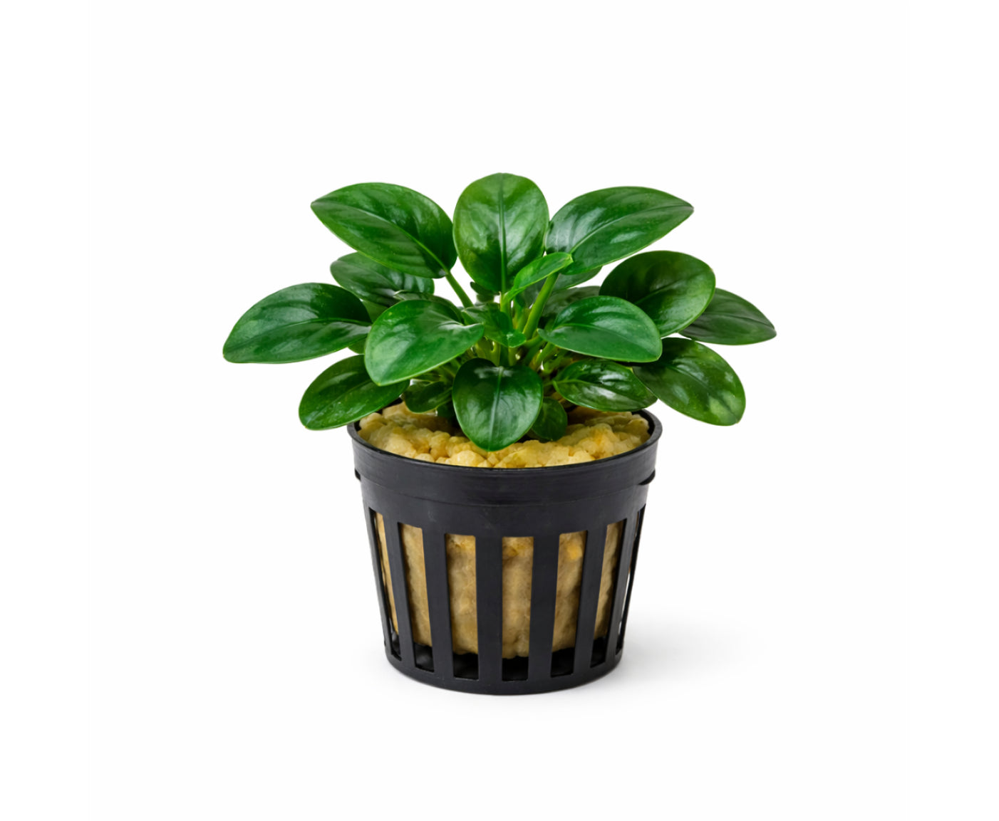 Anubia petit