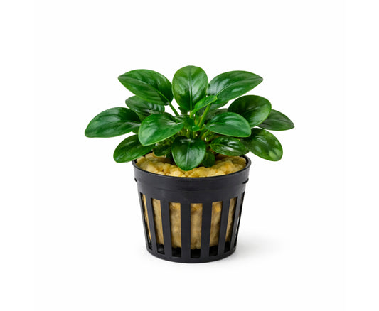 Anubia petit