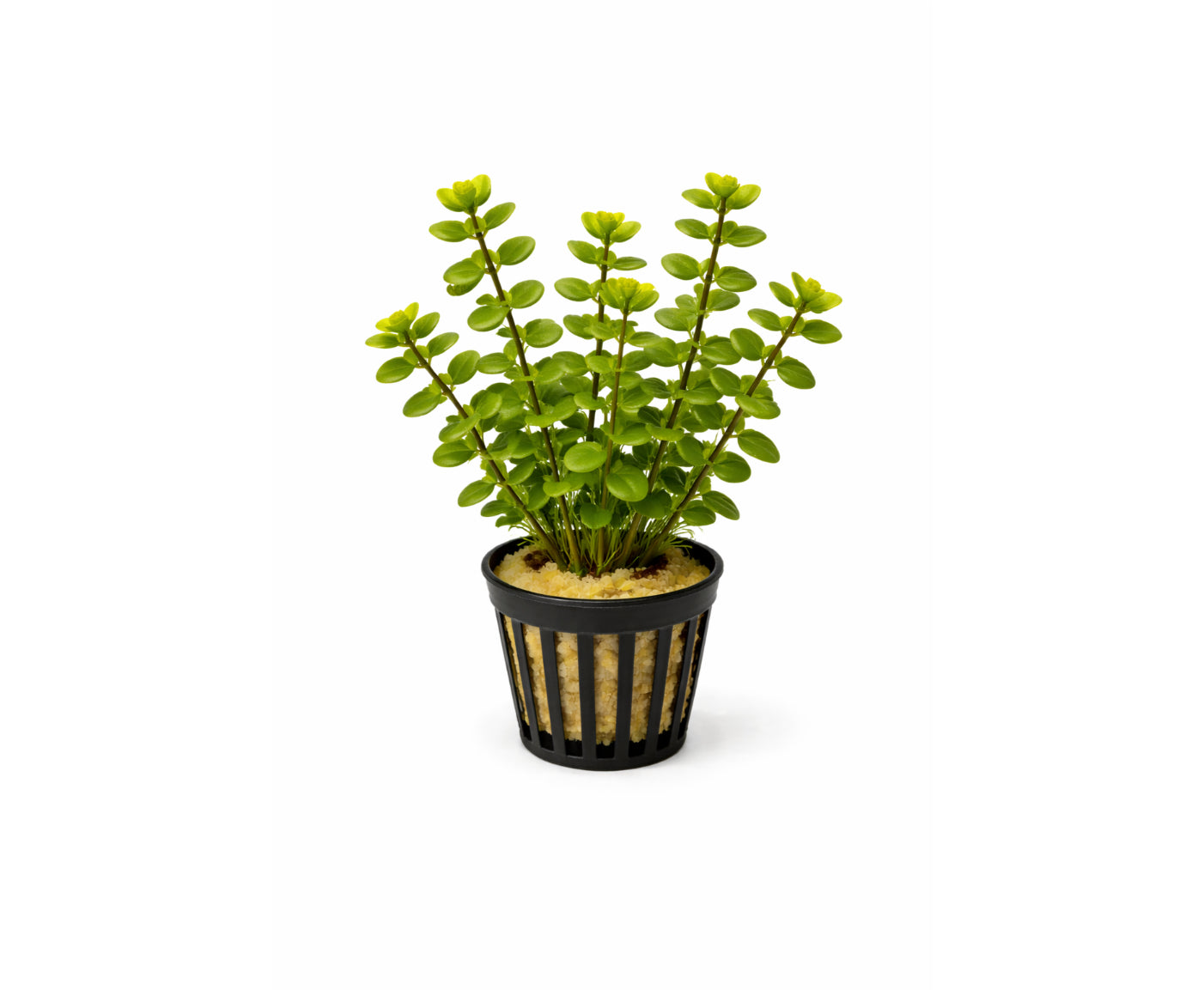 Bacopa caroliniana