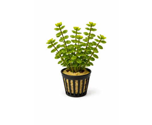 Bacopa caroliniana