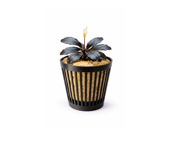 Bucephalandra Blue metalic