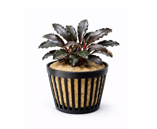 Bucephalandra Brownie purple