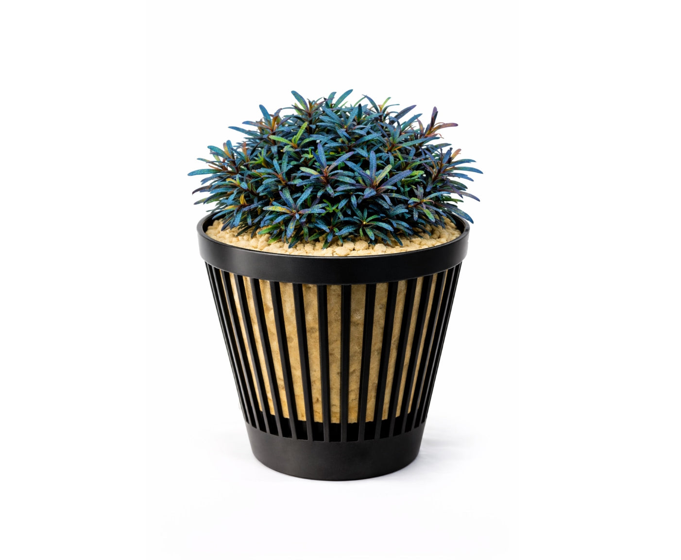 Bucephalandra Micranta