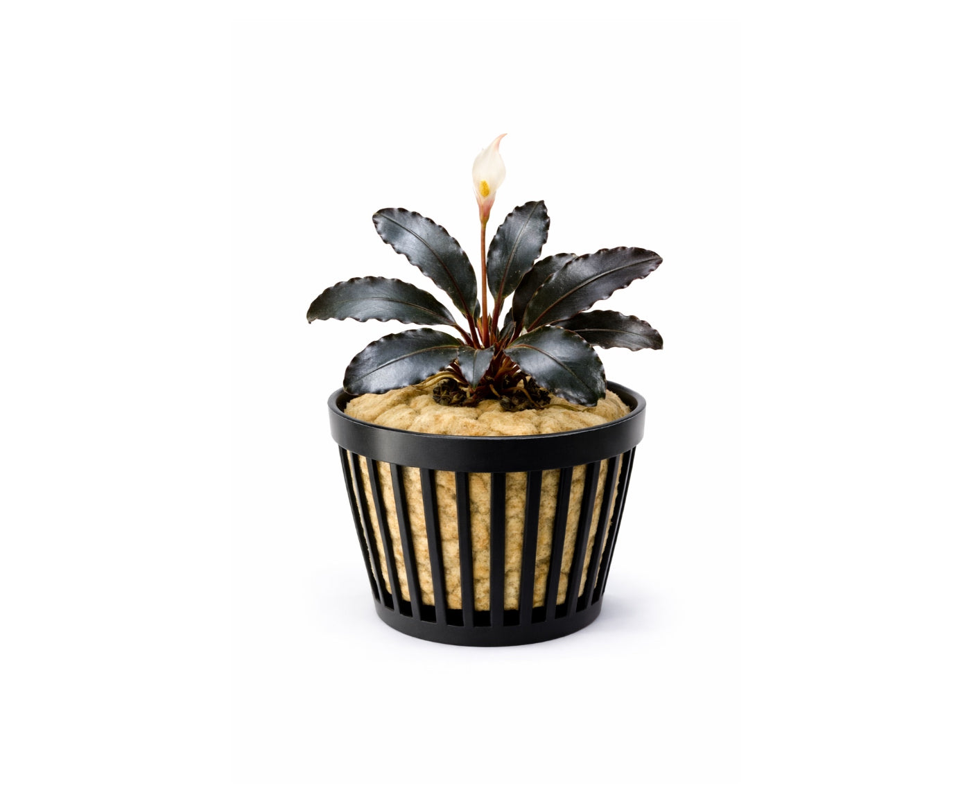 Bucephalandra Pandora