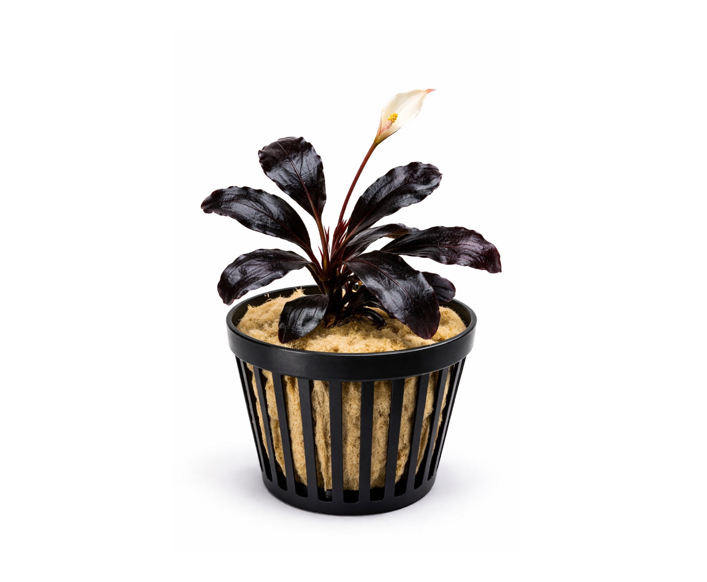 Bucephalandra Purple dark