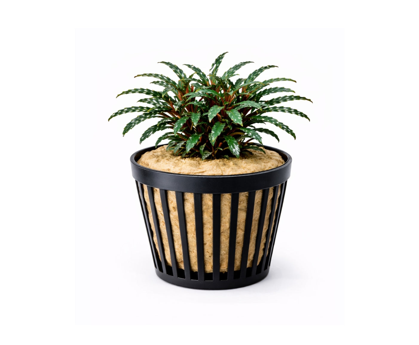 Bucephalandra catherine