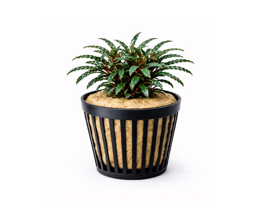Bucephalandra catherine