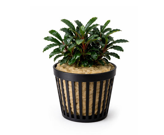 Bucephalandra emerald