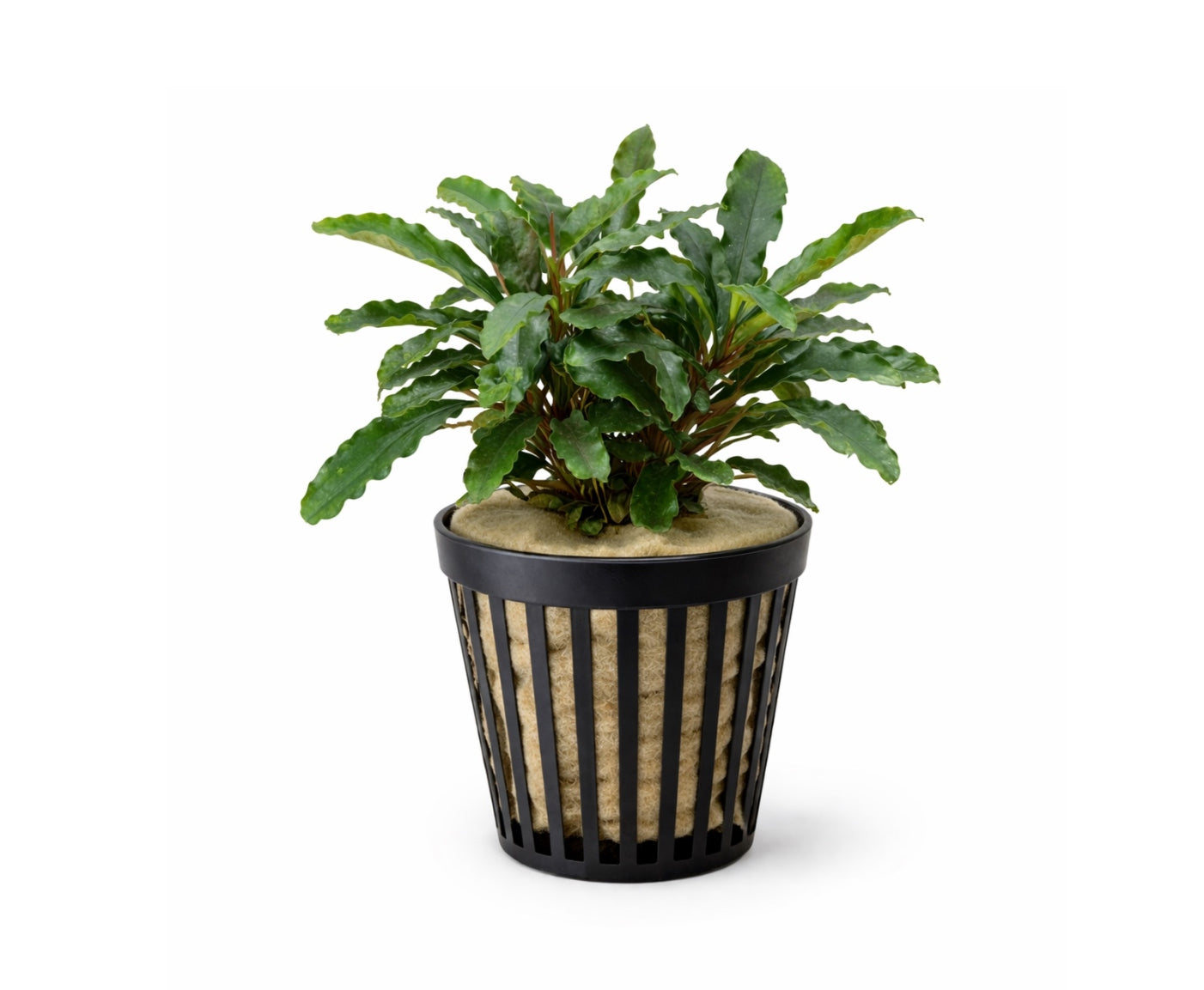 Bucephalandra green