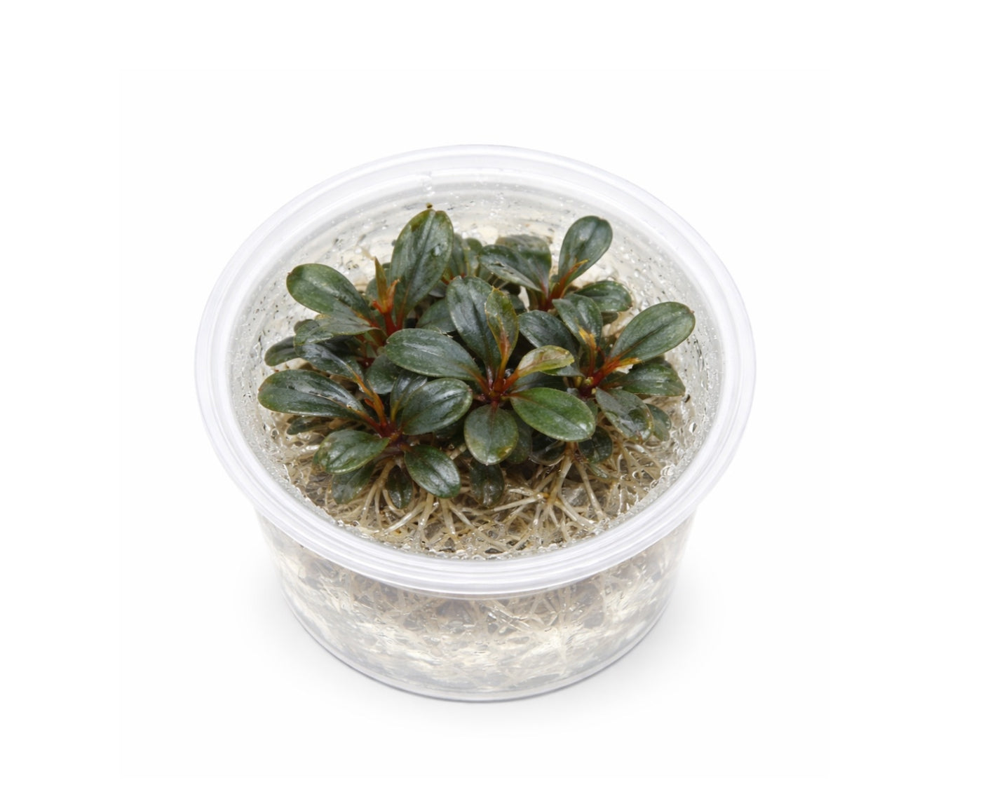 Bucephalandra maia