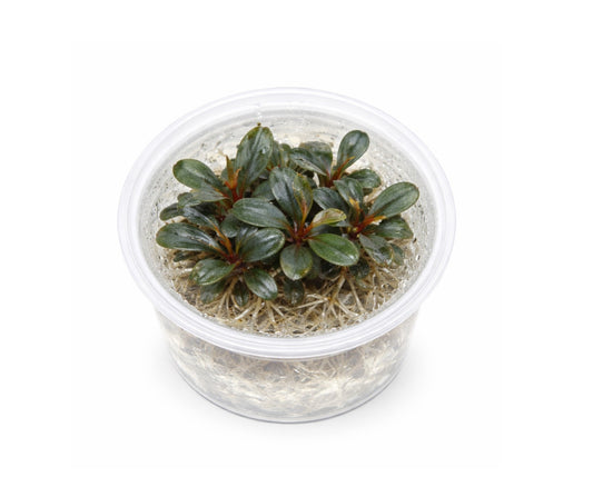 Bucephalandra maia