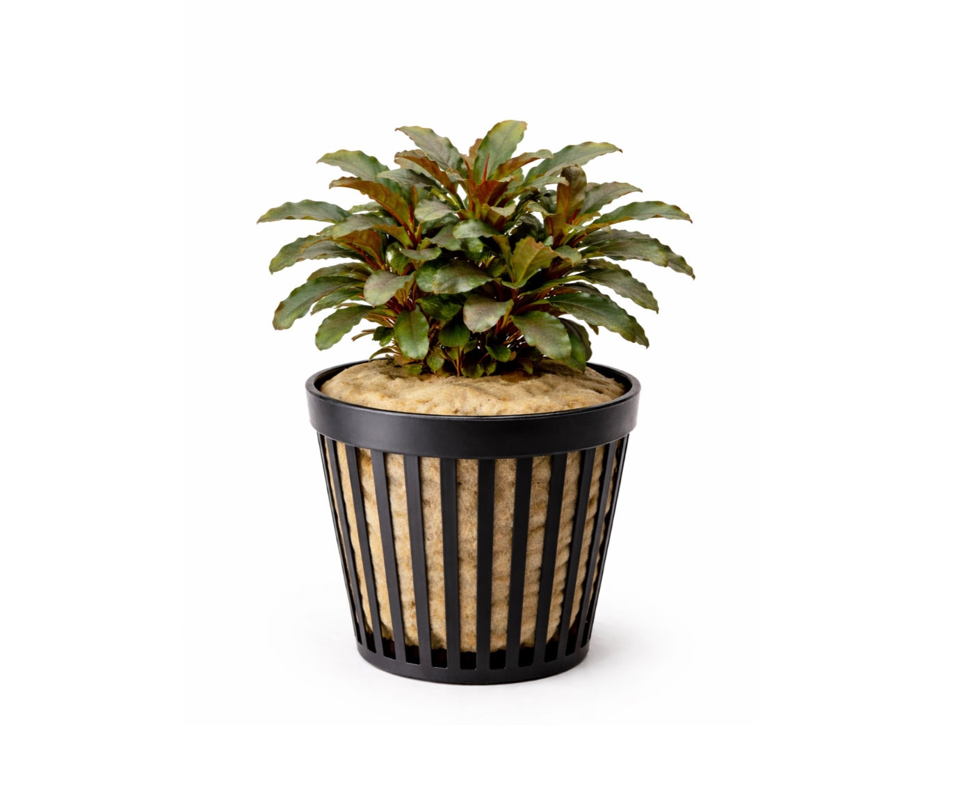 Bucephalandra red